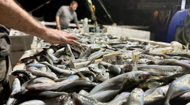 Balık Fiyatları Güncellendi: Hamsi, Palamut, Levrek ve Çipura Ne Kadar Oldu?